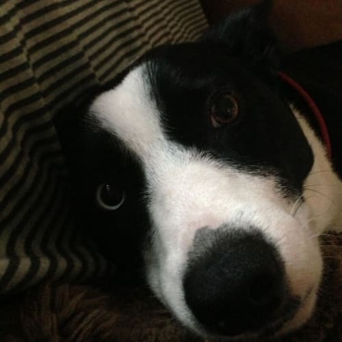 No photo for Biscuit