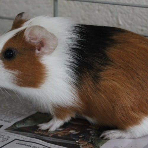 Milo