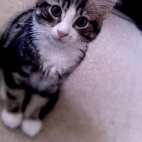 No photo for Kit Kat