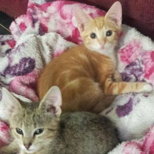 Leo Lion Cub (& Ranga Rory)