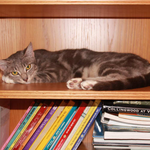 No photo for Lady Grey  