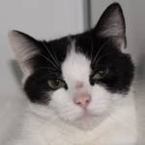 No photo for Maska