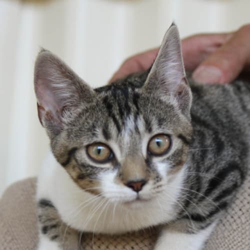 Cecile (C978) Desexed and Ready