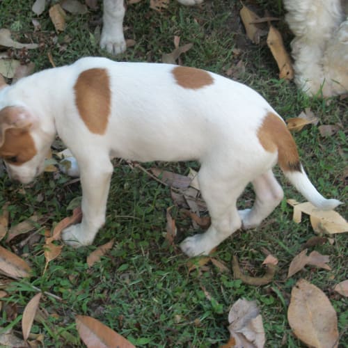 No photo for Puppy Minnie (On Trial 6/3/14)