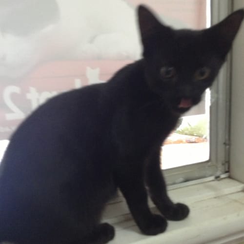 No photo for Panther