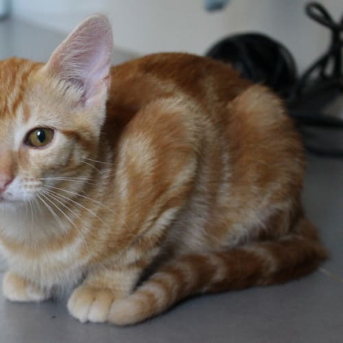 Mr Purrs