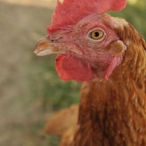 No photo for Hen Solo