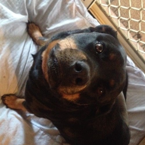 No photo for Poppy (Wangaratta Based)
