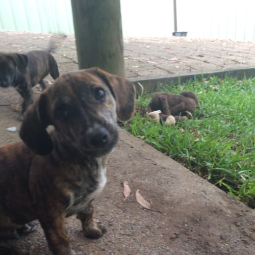 No photo for Puppy Sizzle (On Trial 24/2/14)