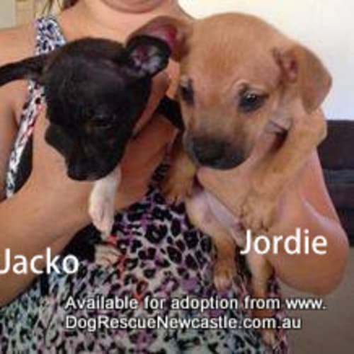 No photo for Puppy Jordie (On Trial 4/3/14)