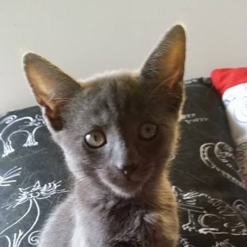No photo for Gizmo   Kitten Kapers Rescue
