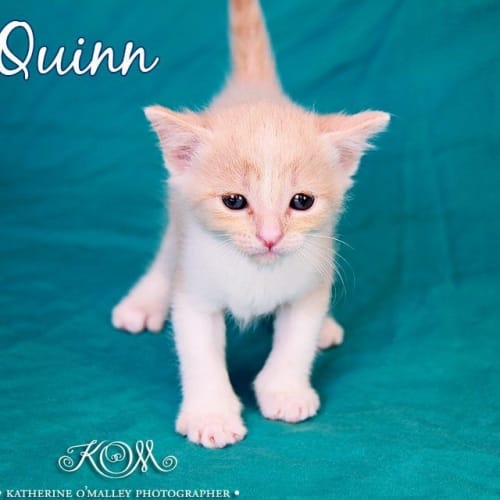 Quinn 