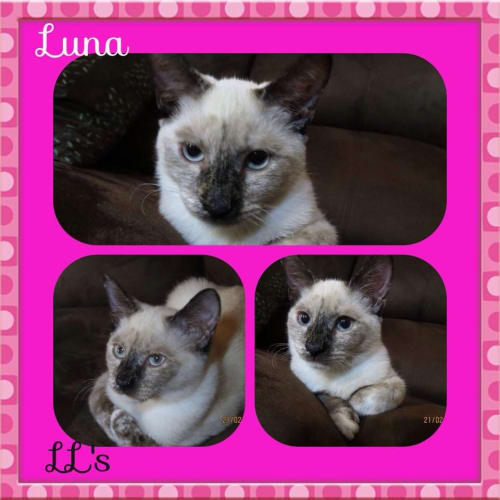 No photo for Luna