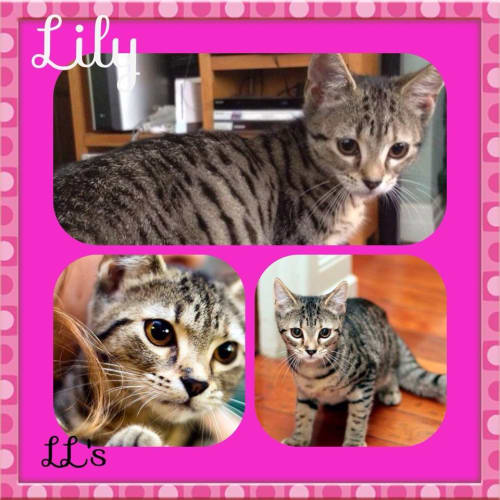 Lily