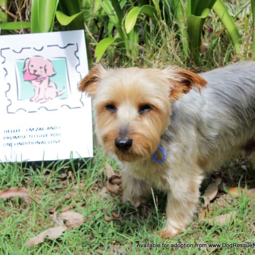 Zac ~ 10yo male Silky Terrier (on trial 20/05/17)