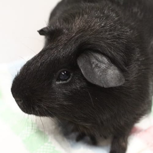 No photo for Blackie