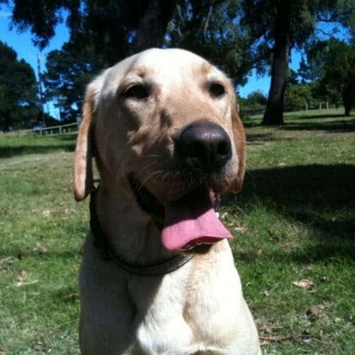 No photo for Archer