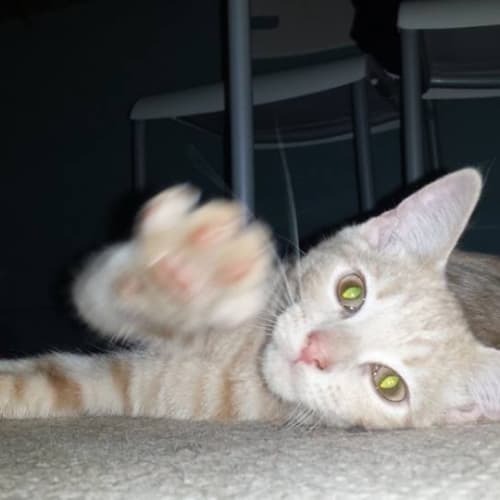 No photo for Bertie