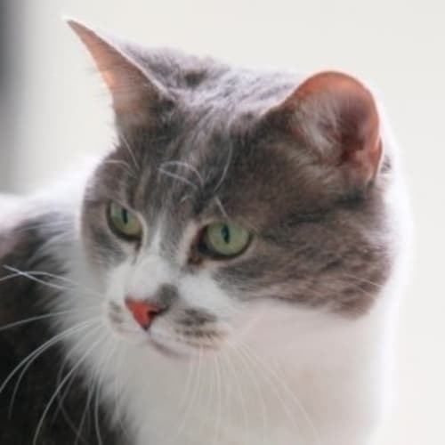 No photo for Kitty