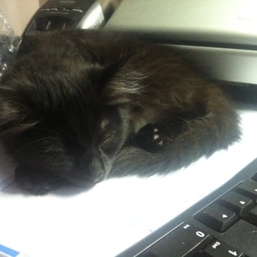 No photo for Sheldon*On Trial With His New Family*