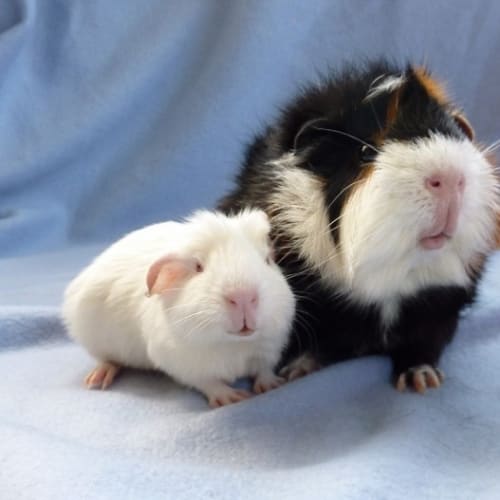 No photo for Jinx And Koolio