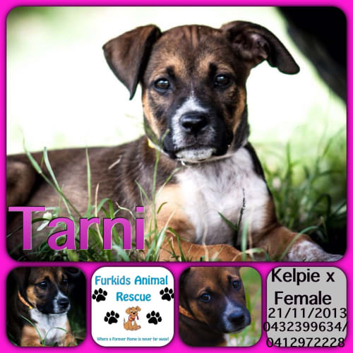 No photo for Tarni