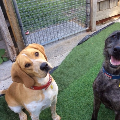 No photo for Daisy And Leah To Be Adopted Together