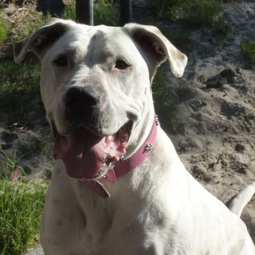 Cassie DL211