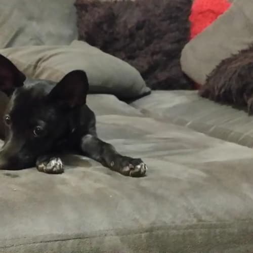 No photo for Roo