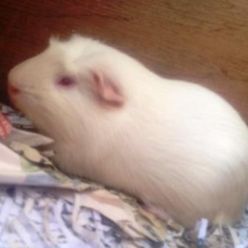 No photo for Coco