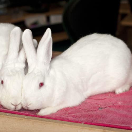 Alice & Apricot