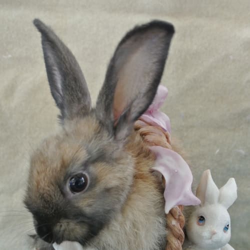 Betty & Wilma