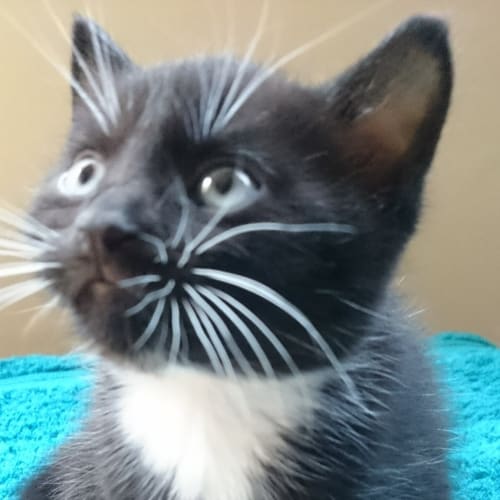 Fergus
