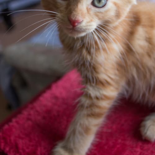 Leo 