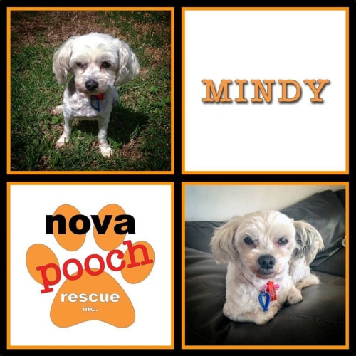 No photo for Mindy (I Am On 2 Weeks Trial In My New Home)