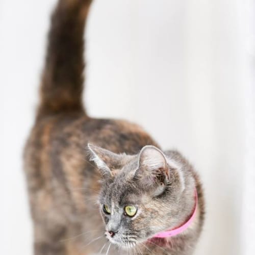 No photo for Pound Cats | Eva