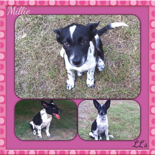 Millie