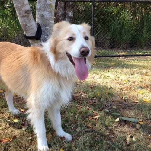 No photo for *On Trial With My New Family* Sonny