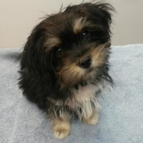 Louie