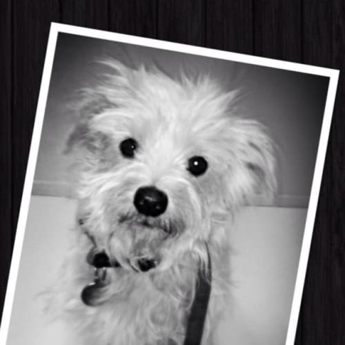 Scruffy