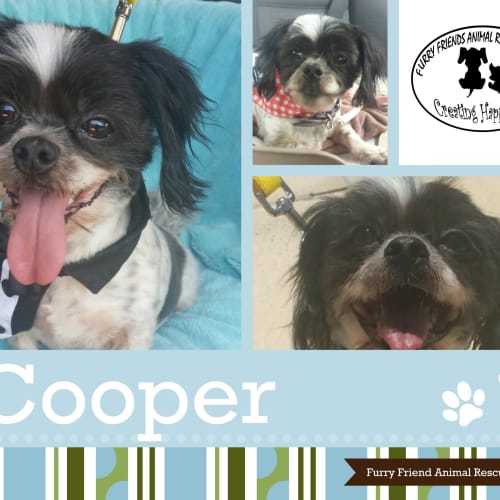 Cooper