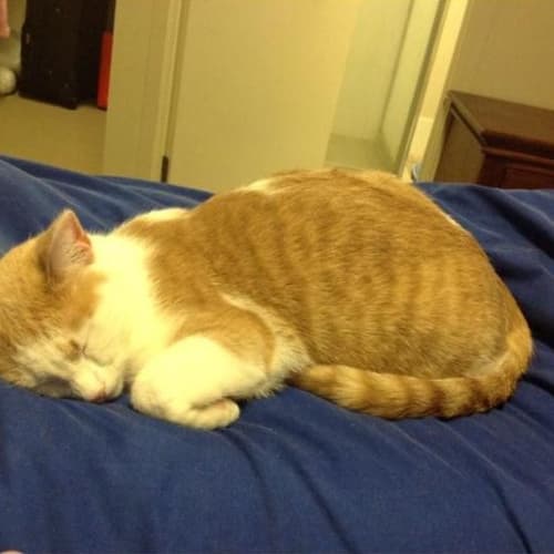 No photo for Mittens