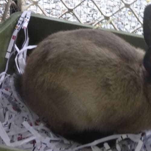 No photo for Thumper