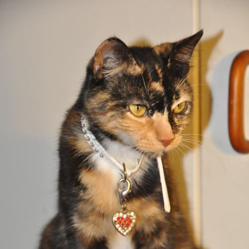 "Princess" - Purrfect Match