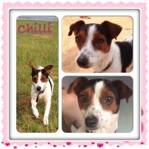 No photo for Chilli Located On Central Coast 