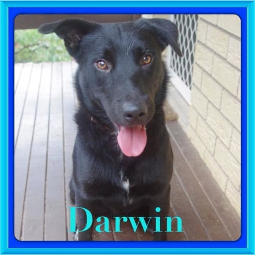 No photo for Darwin On Trial With His New Owners 