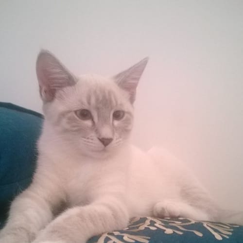 No photo for Bela*On Trial With Her New Family*