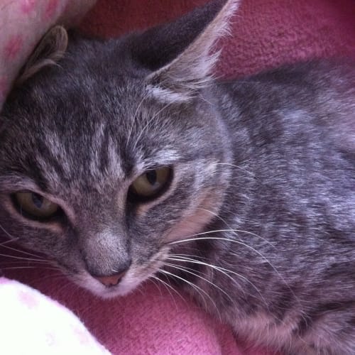 No photo for Sheba