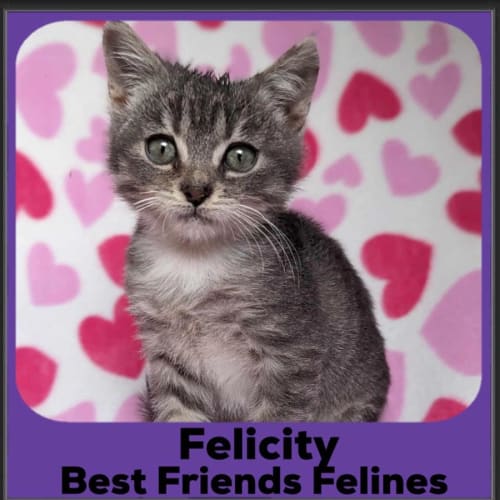 Felicity