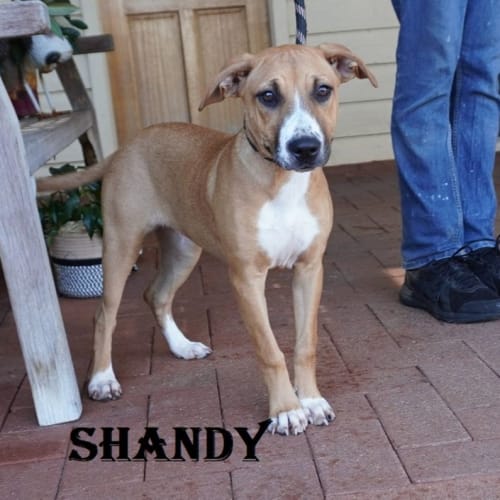 Shandy